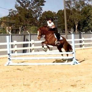 ISO western or English tack